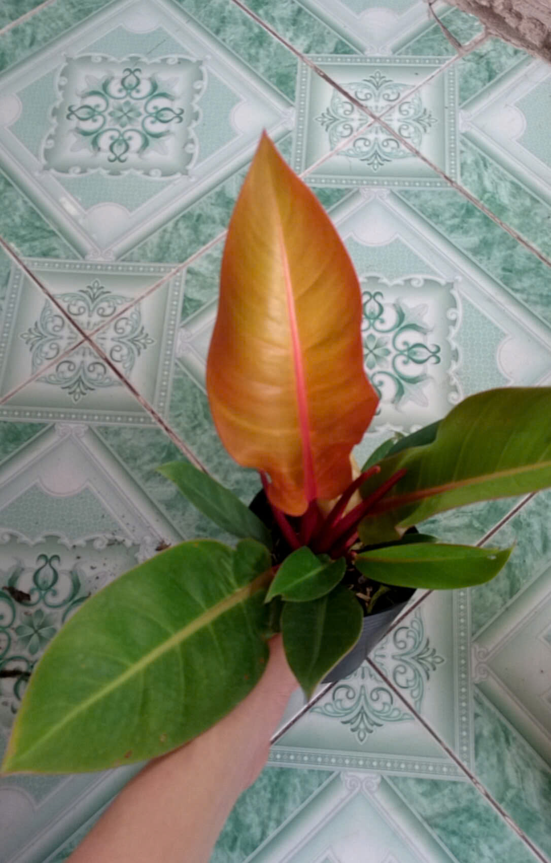 Cây Đế Đỏ