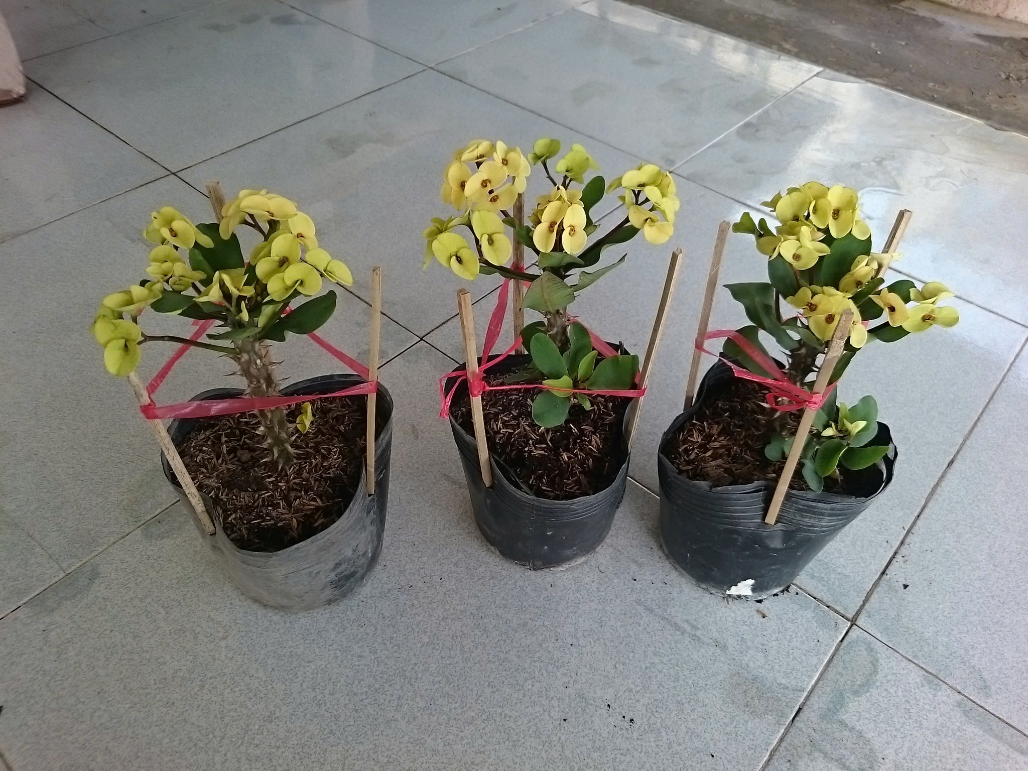 Cây Xương Rồng Vàng