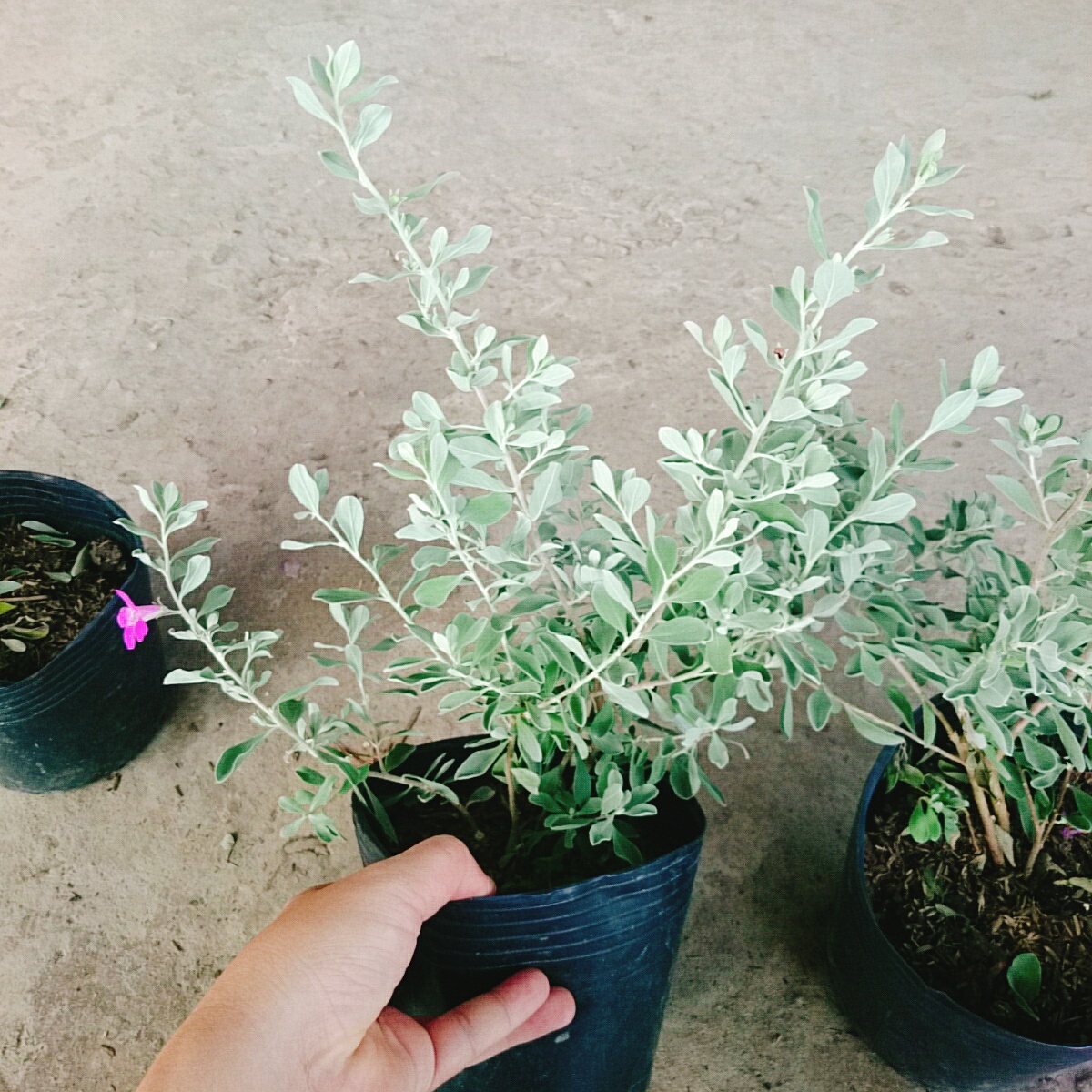 Cây Tuyết Sơn Phi Hồng