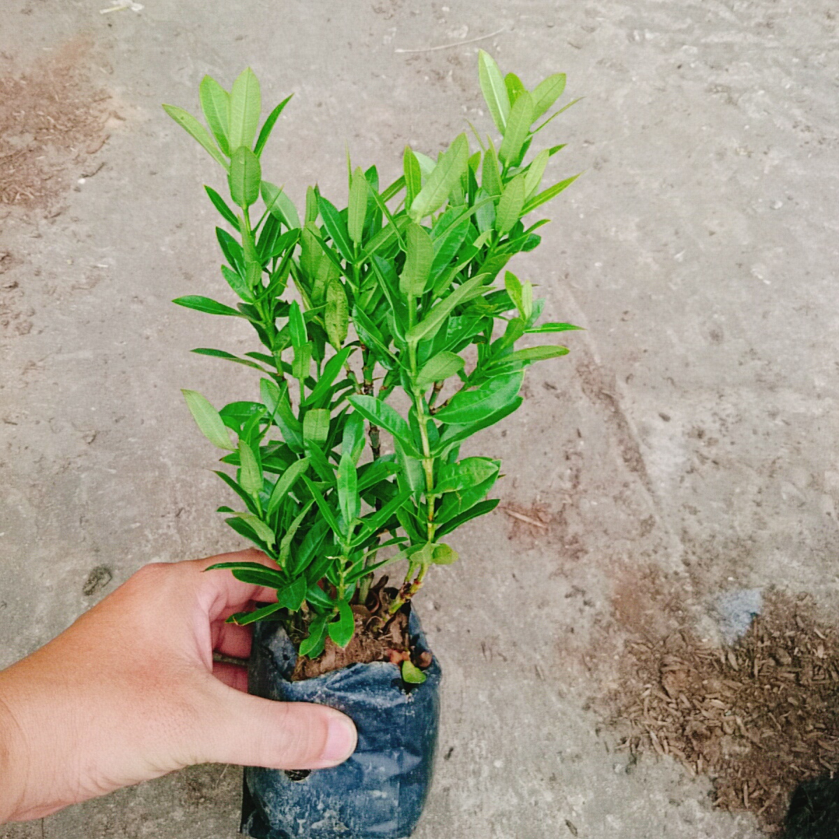 Cây Trang Ngũ Sắc (Nhỏ)