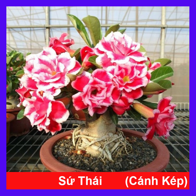 Cây Sứ Thái Con