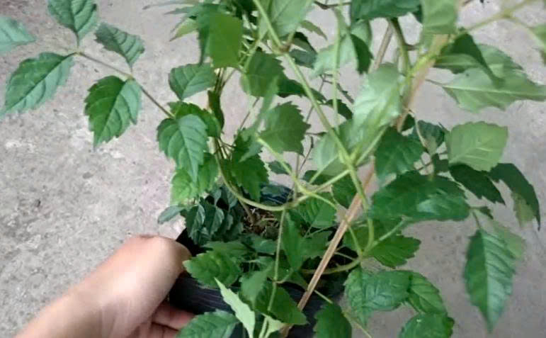 Cây Hoa Đăng Tiêu