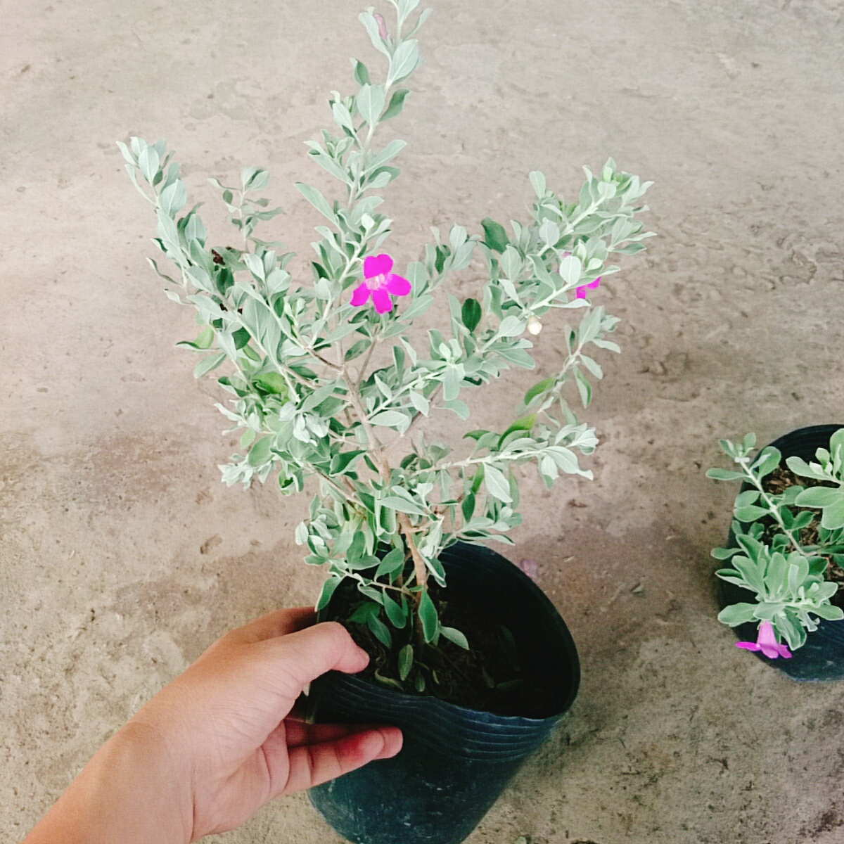 Cây Tuyết Sơn Phi Hồng