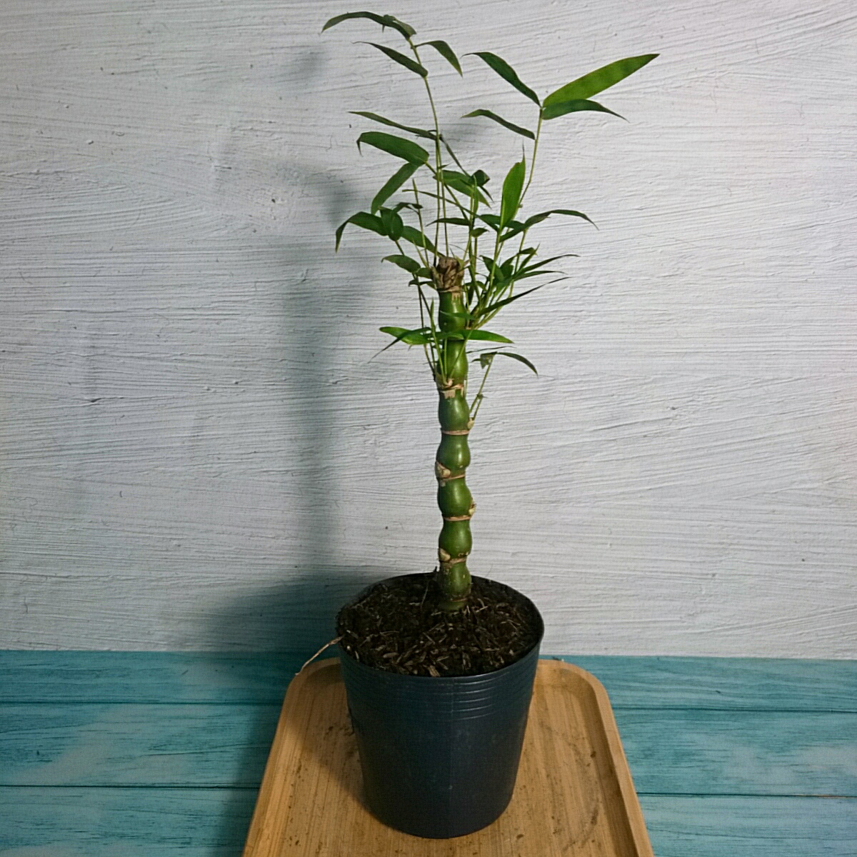 Cây Trúc Đùi Ếch Mini - Cây Trúc Quan Âm