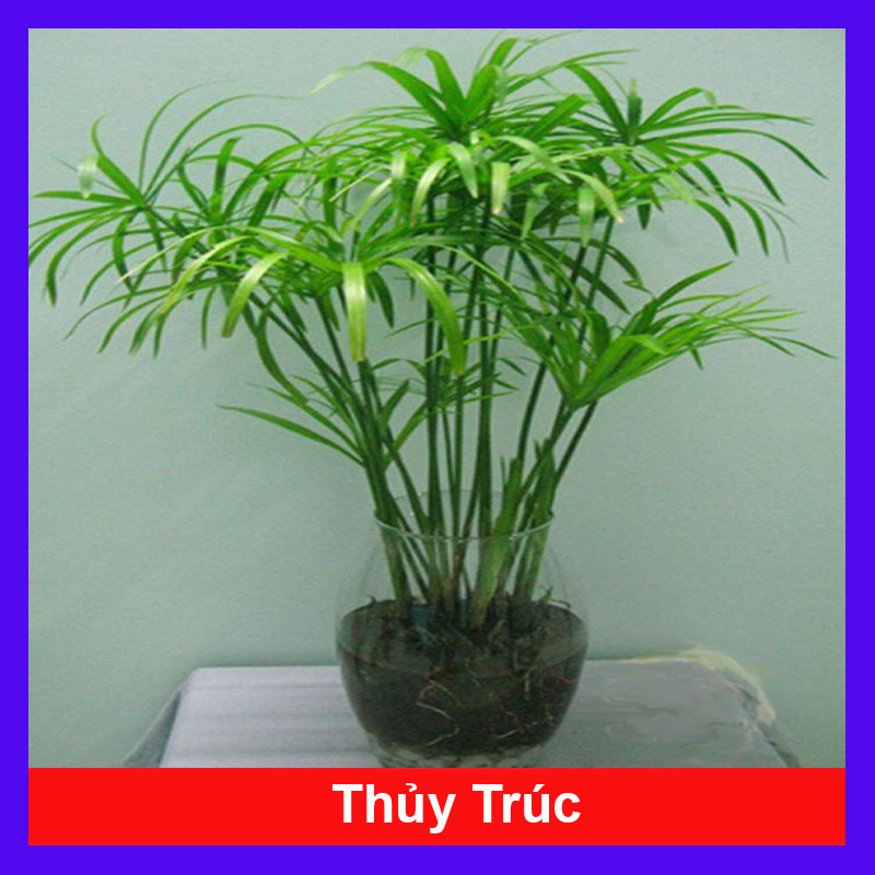 Cây Thủy Trúc Thủy Sinh