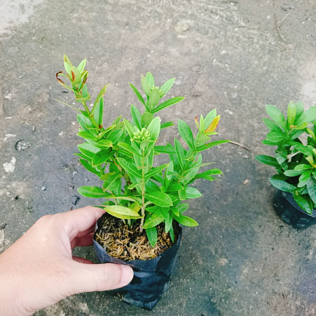 Cây Trang Ngũ Sắc (Nhỏ)