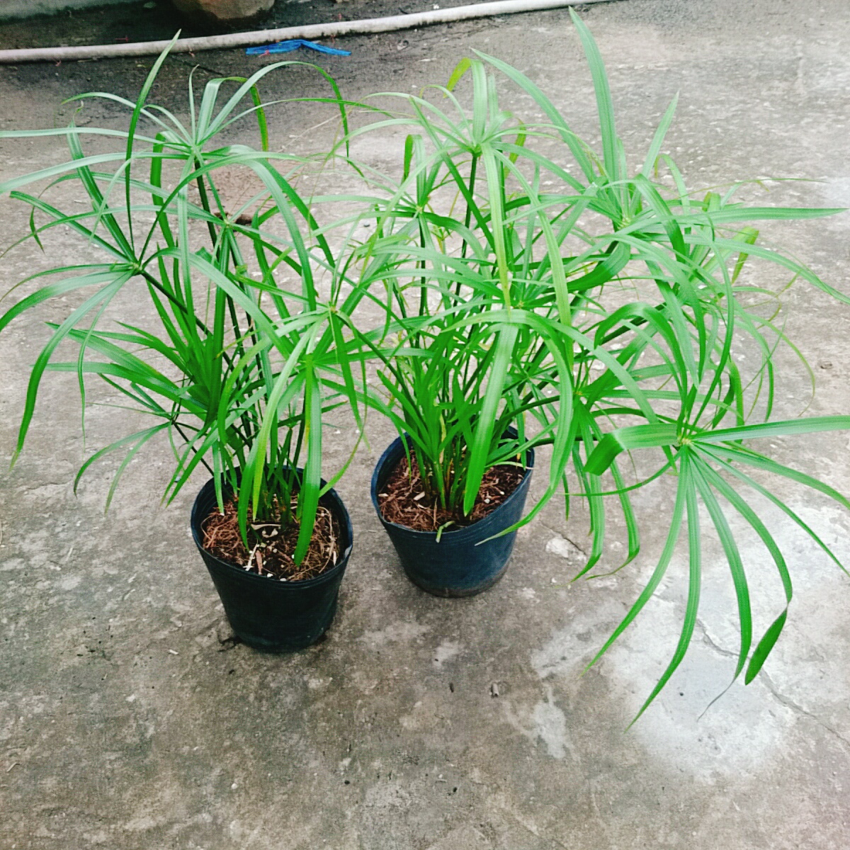 Cây Thủy Trúc Thủy Sinh