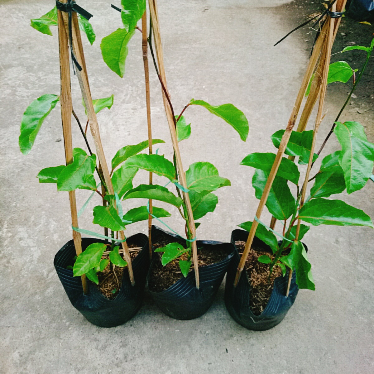 Cây Chanh Dây Vàng