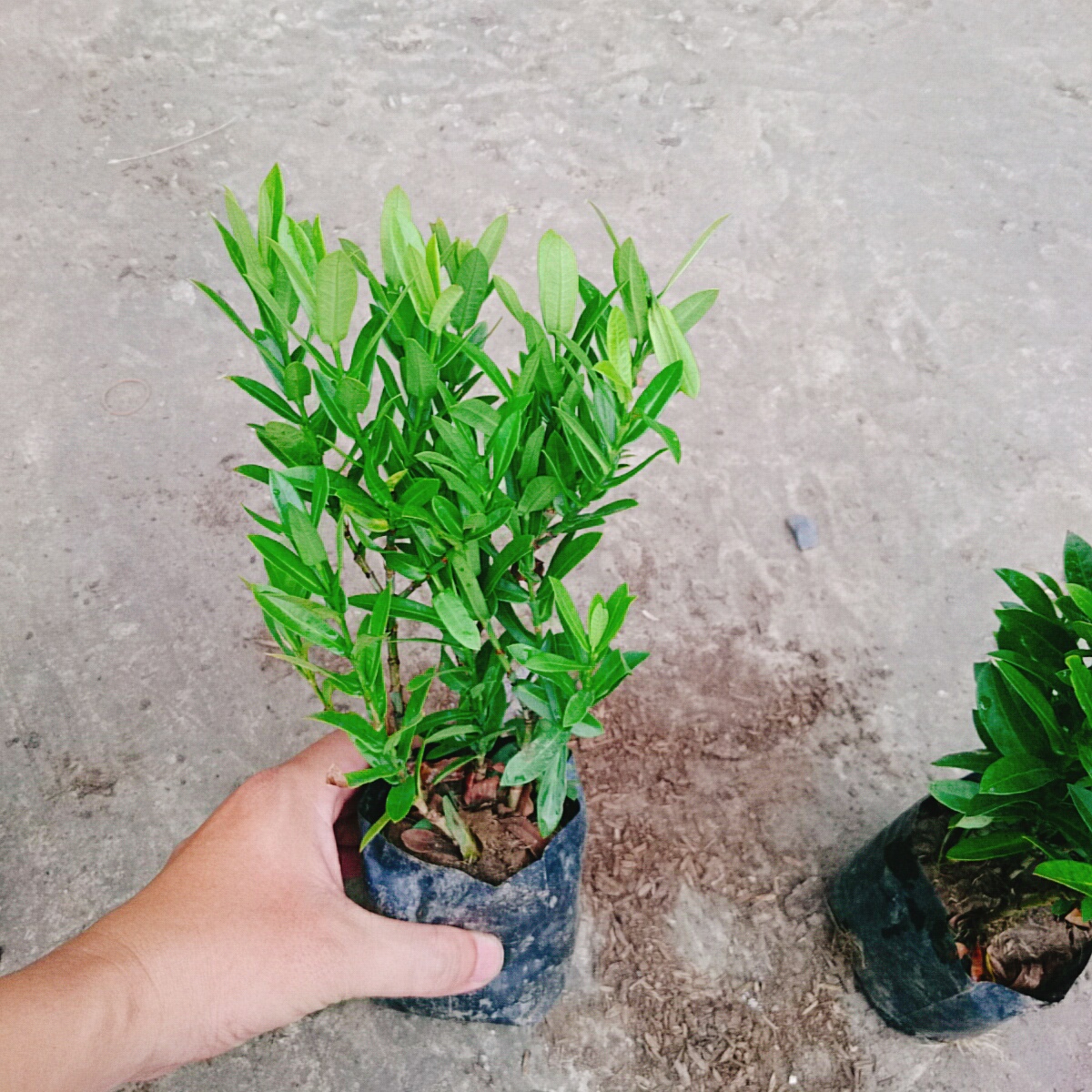 Cây Trang Ngũ Sắc (Nhỏ)