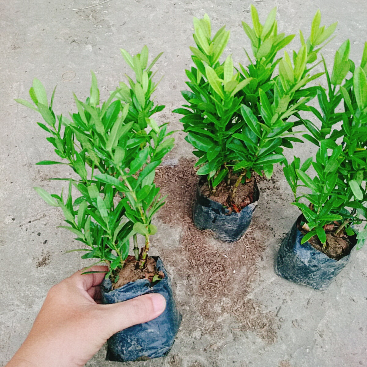 Cây Trang Ngũ Sắc (Nhỏ)