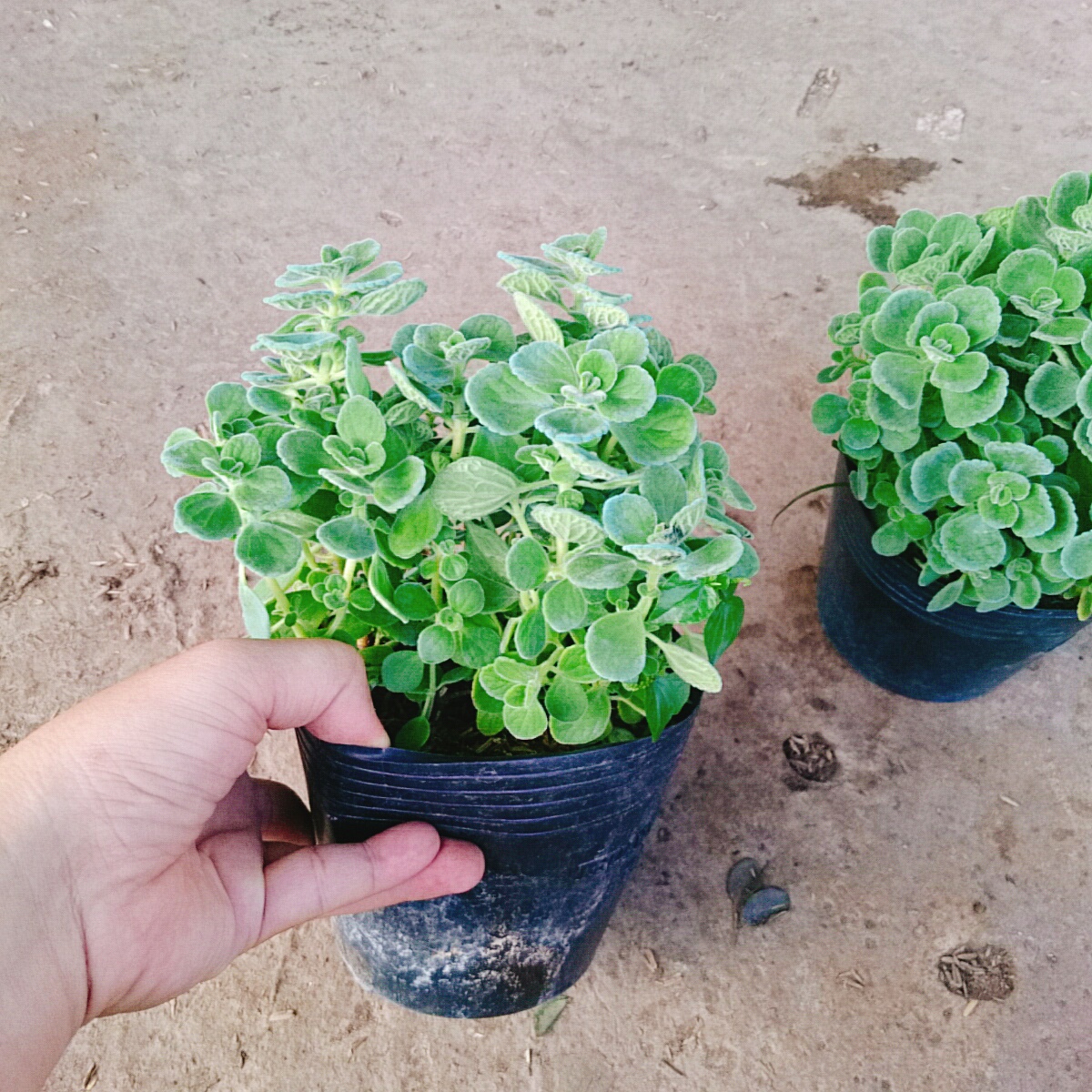 Cây Sen Thơm - Cây Nhất Mạc Hương