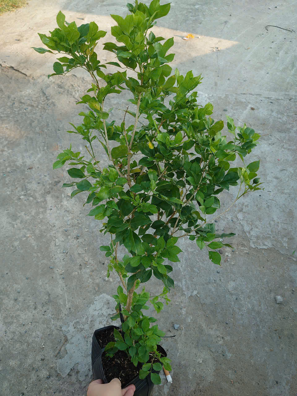 Cây Nguyệt Quế (Nhỏ)