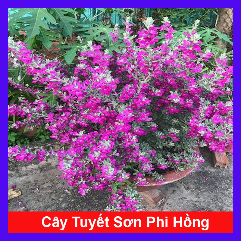 Cây Tuyết Sơn Phi Hồng
