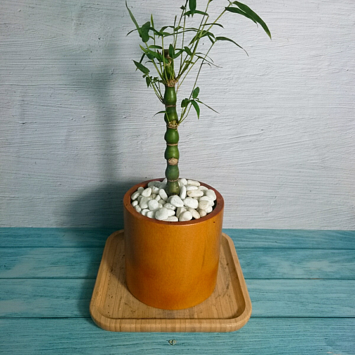 Cây Trúc Đùi Ếch Mini - Cây Trúc Quan Âm