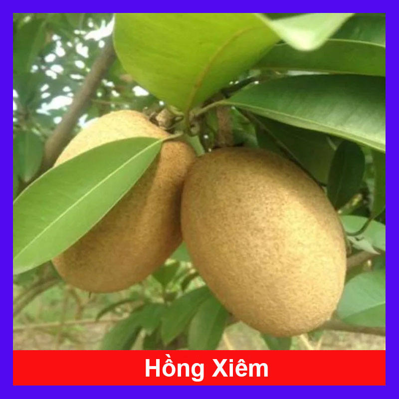 Cây Sapo (Nhỏ)