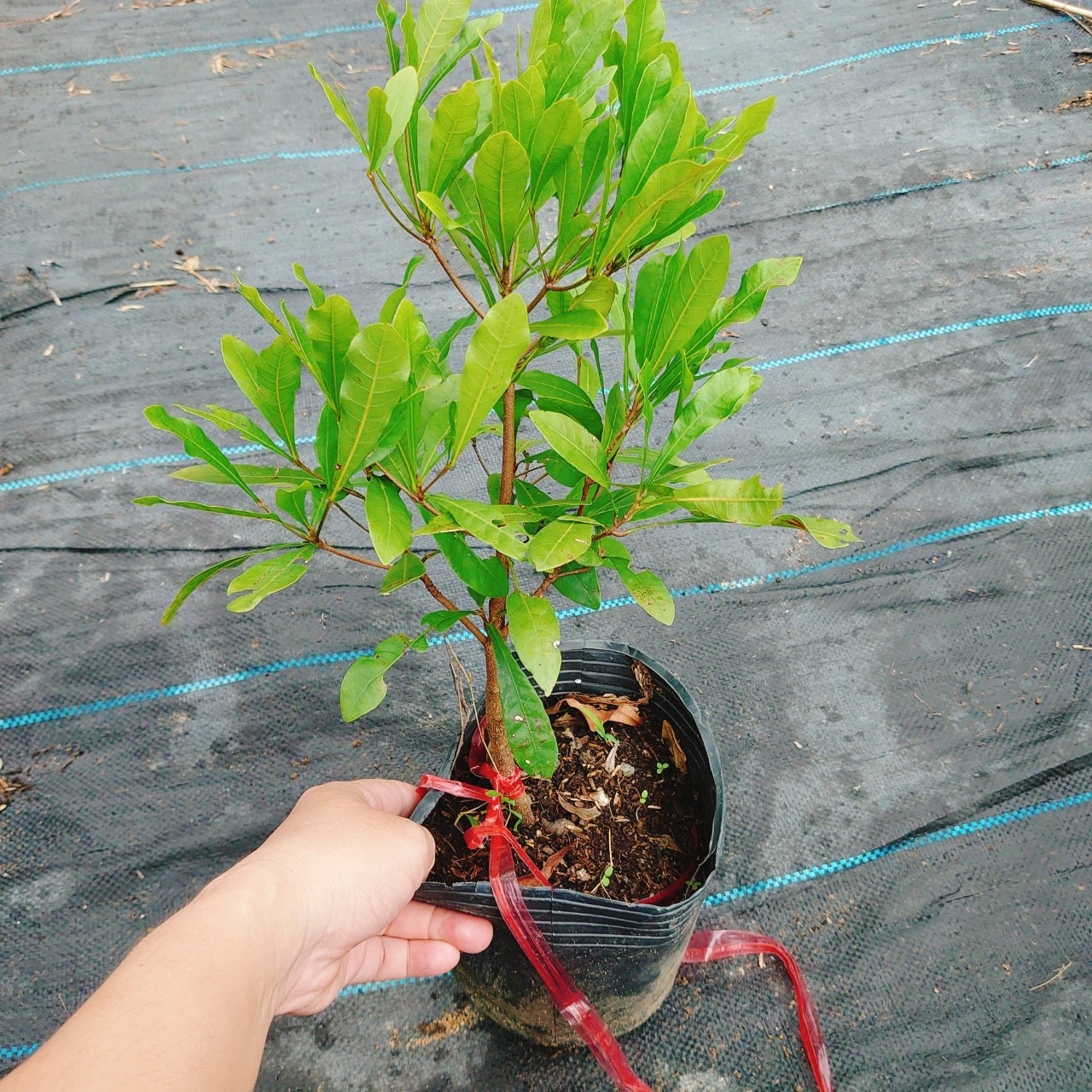 Cây Thần Kỳ