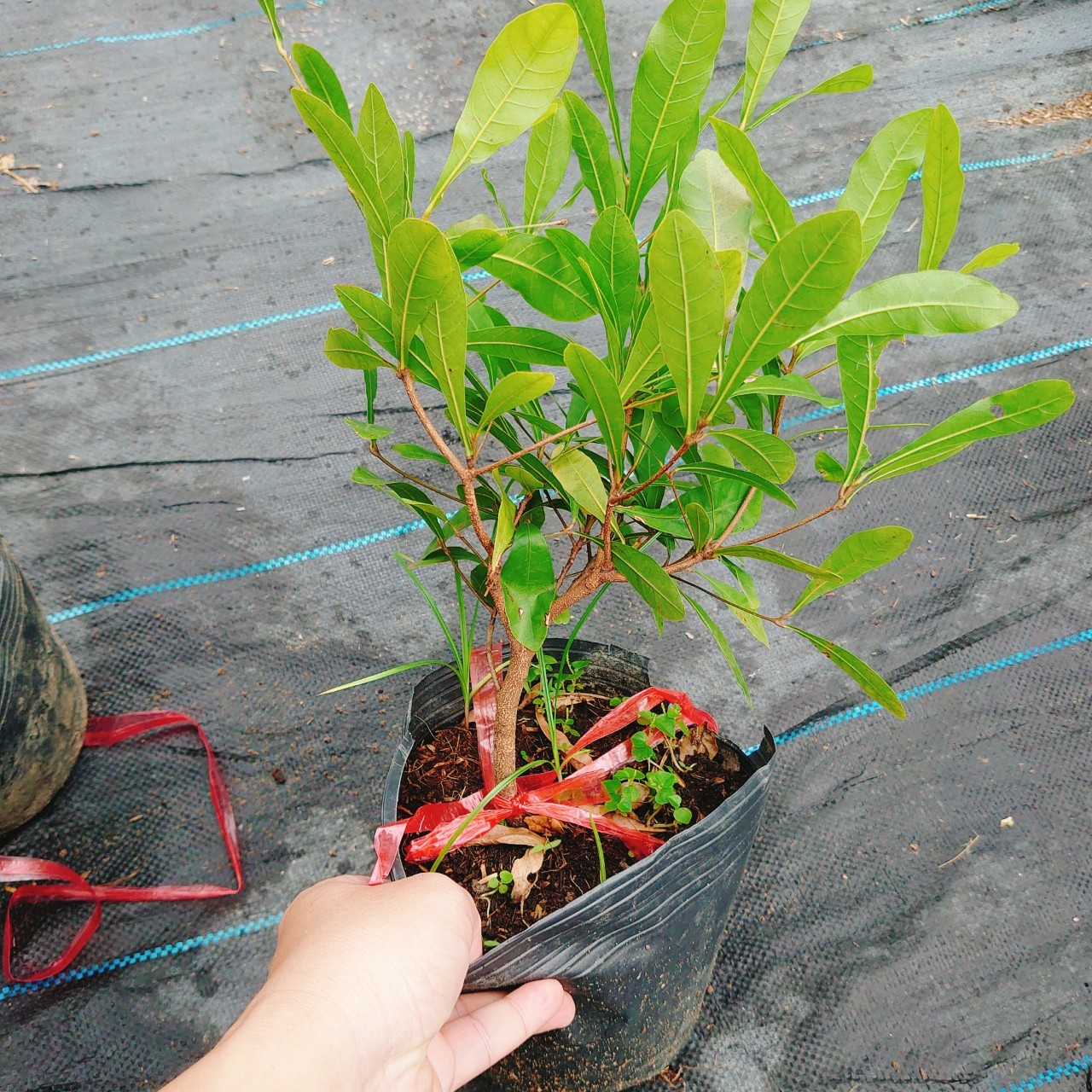 Cây Thần Kỳ