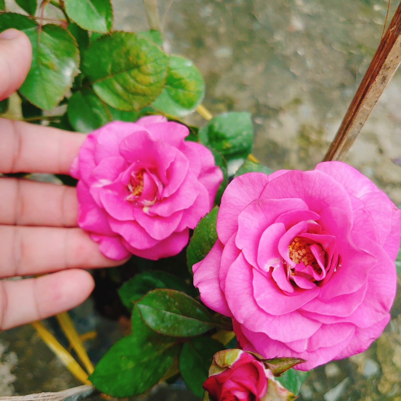 Cây Hồng Tezza Tím