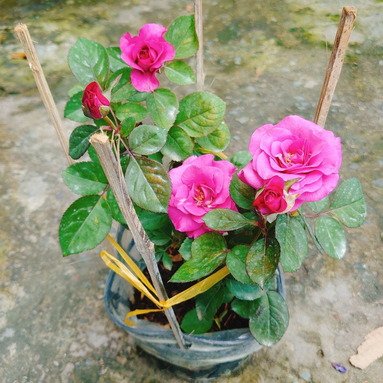 Cây Hồng Tezza Tím