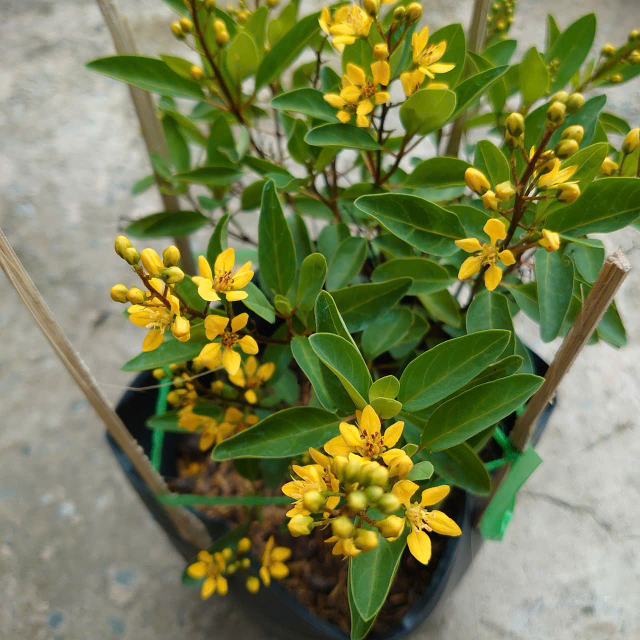 Cây Kim Đồng Vàng
