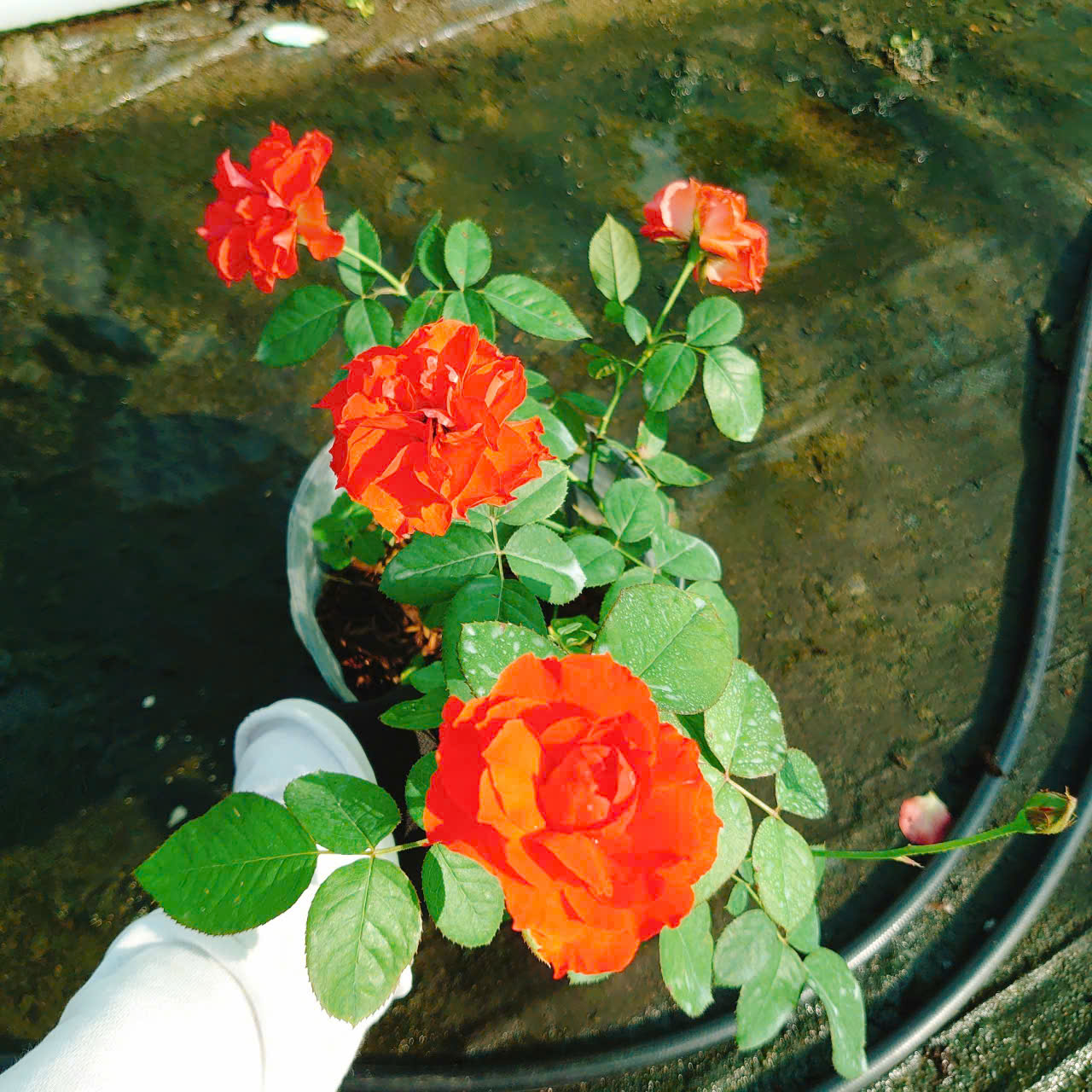 Cây Hồng Lửa