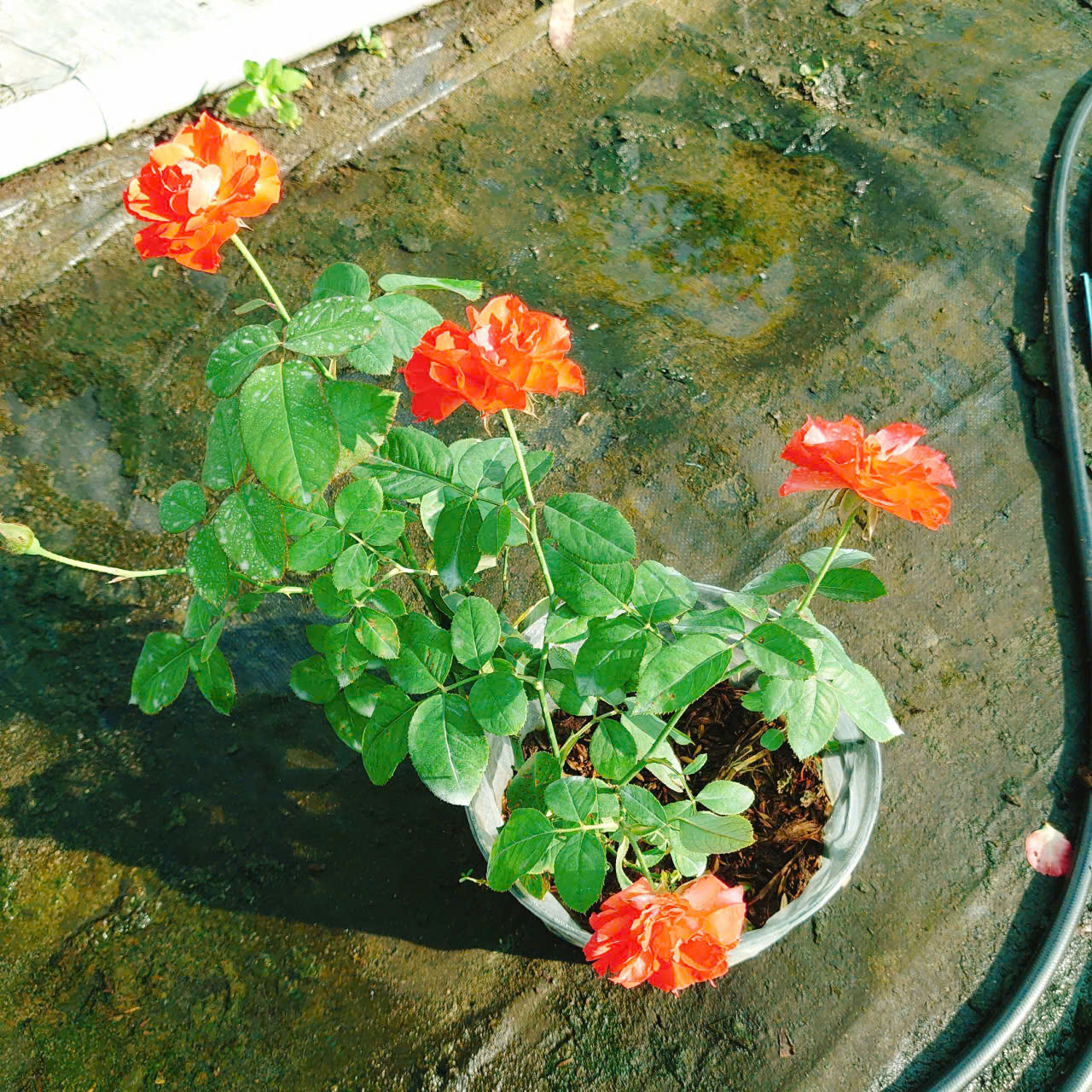 Cây Hồng Lửa