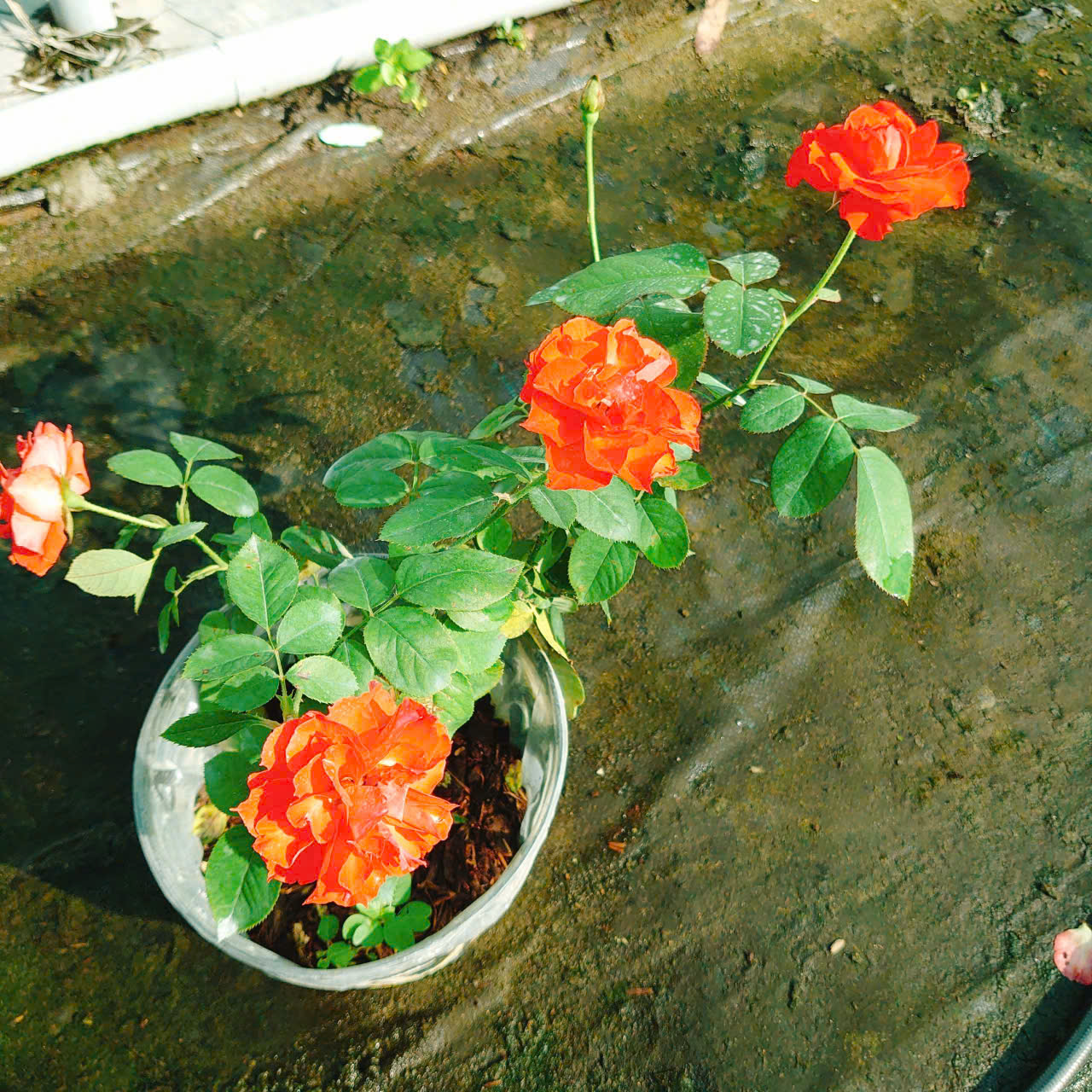 Cây Hồng Lửa
