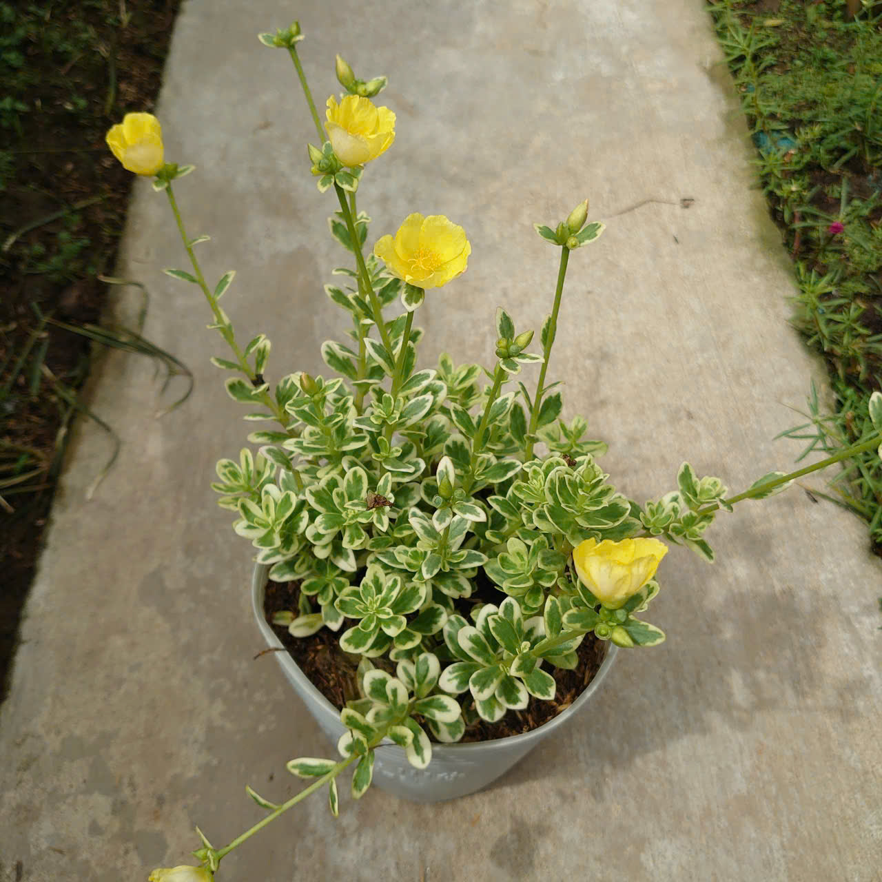 Cây 10h Cẩm Thạch