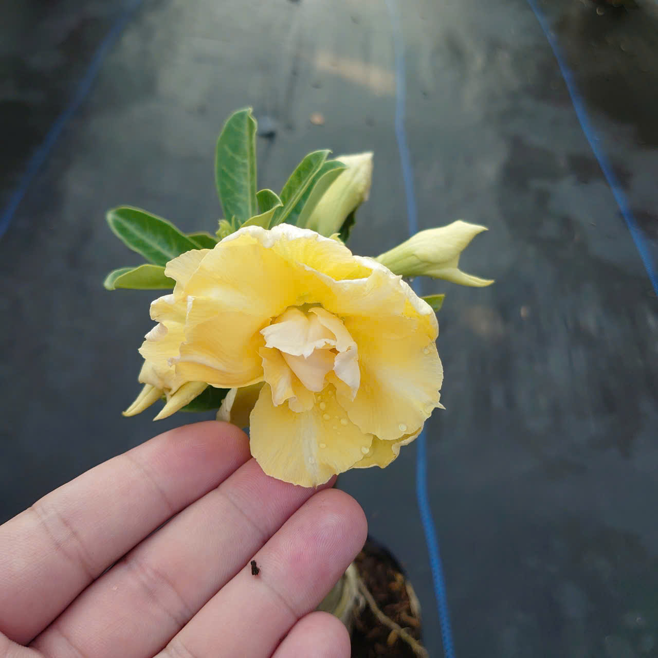 Cây Sứ Vàng