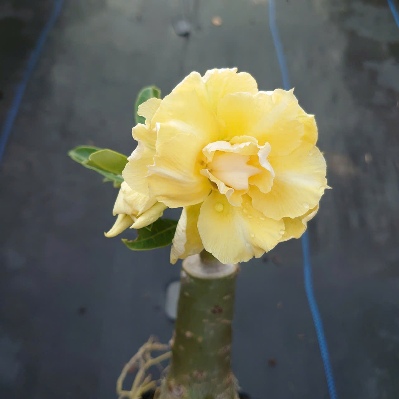 Cây Sứ Vàng