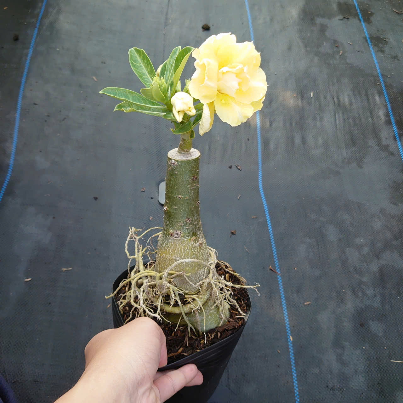 Cây Sứ Vàng