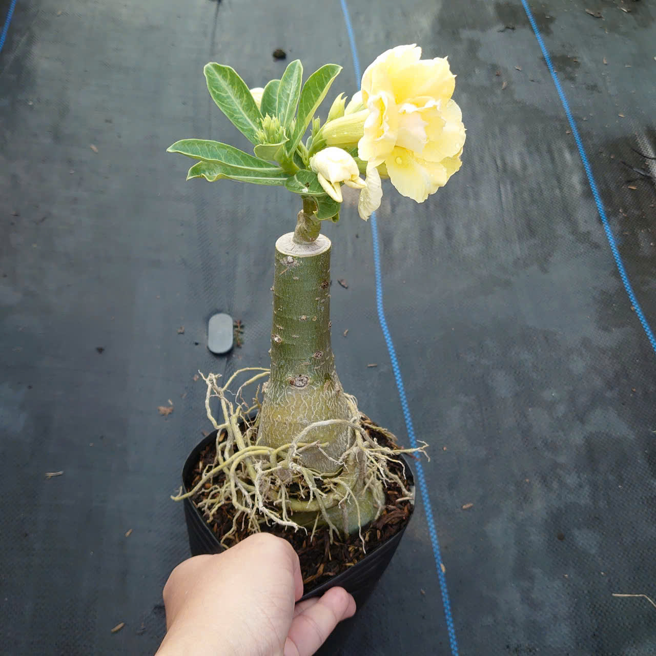 Cây Sứ Vàng