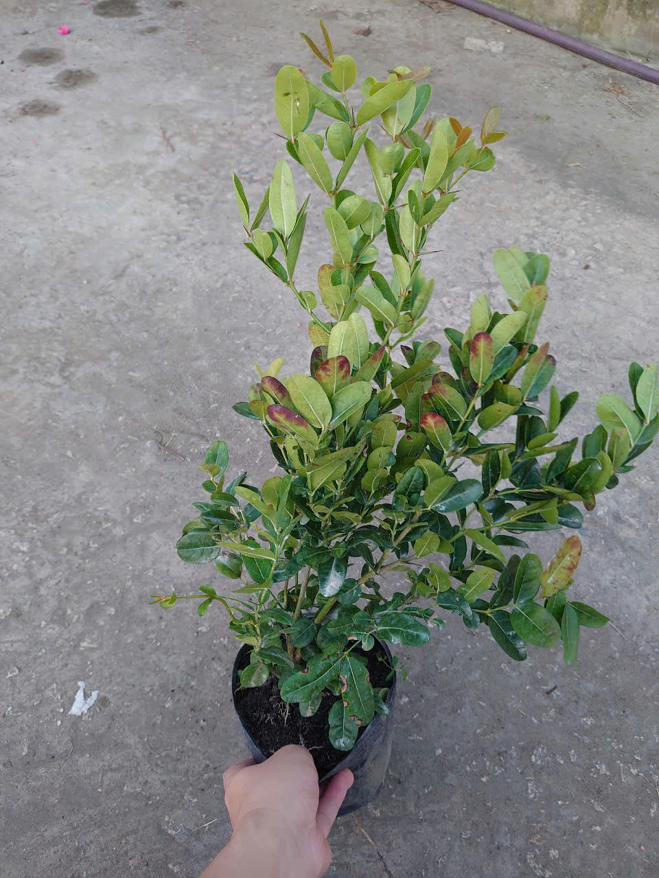 Cây Siro Lớn