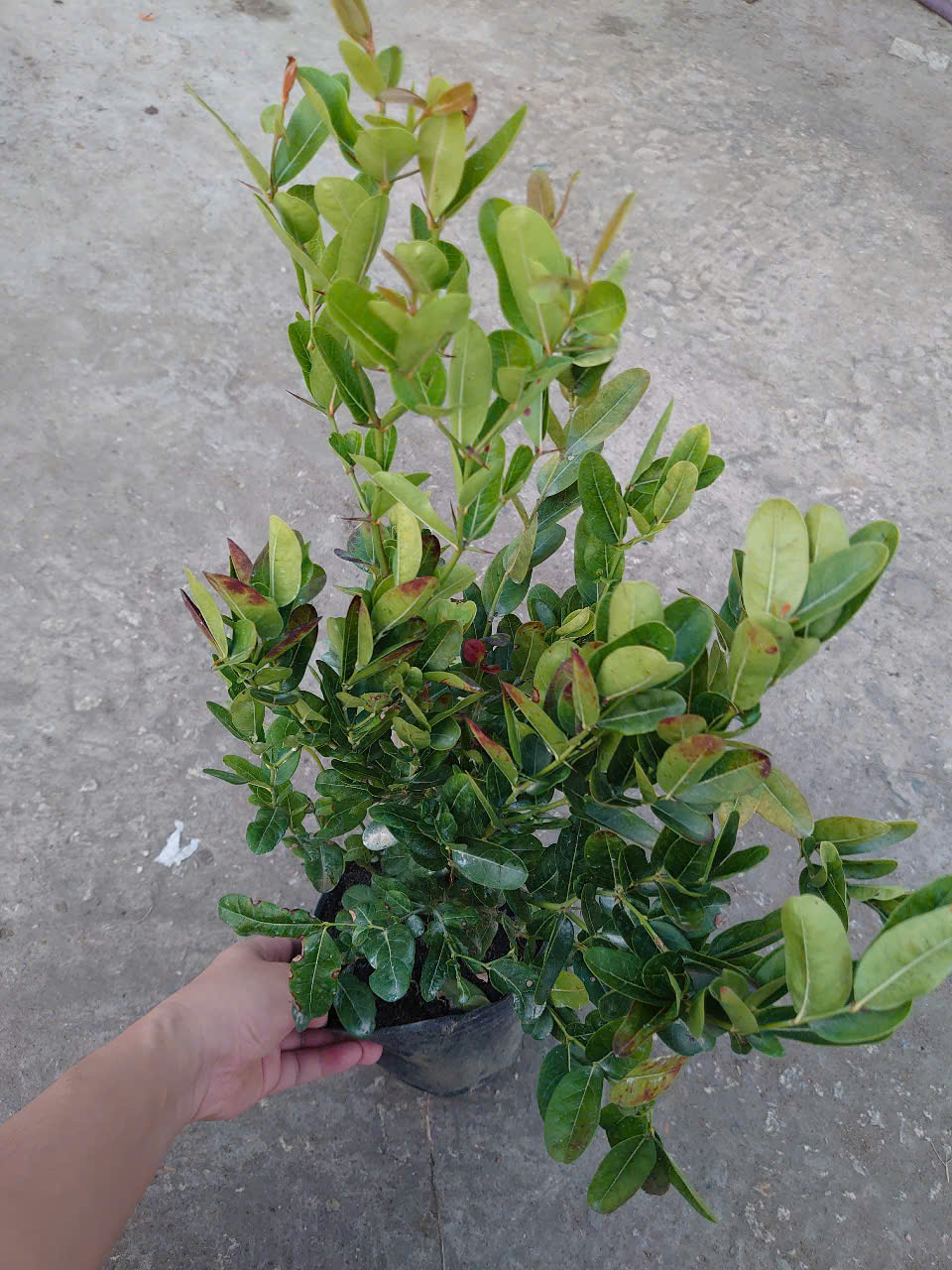 Cây Siro Lớn