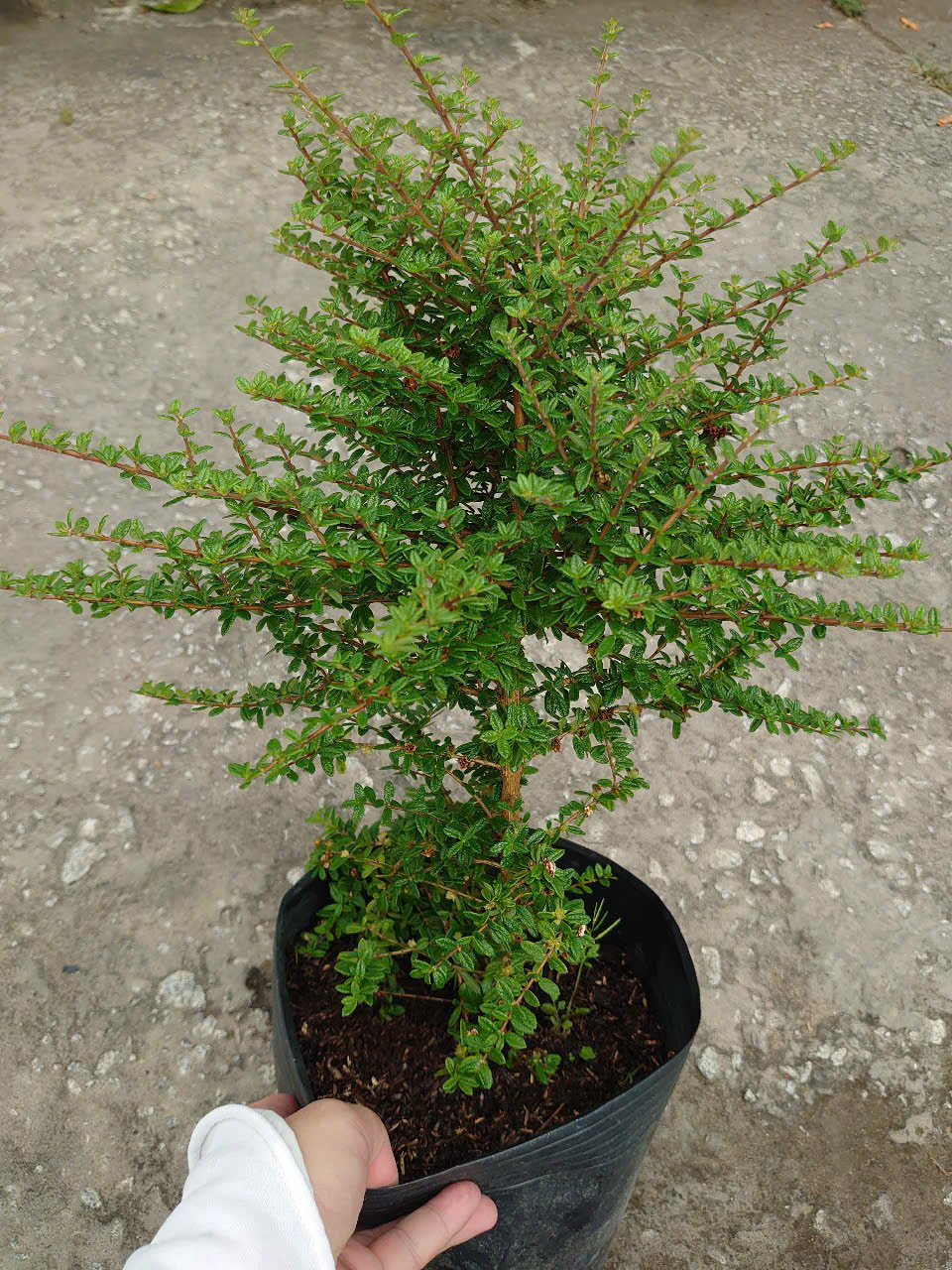 Cây Hàm Hương 40cm