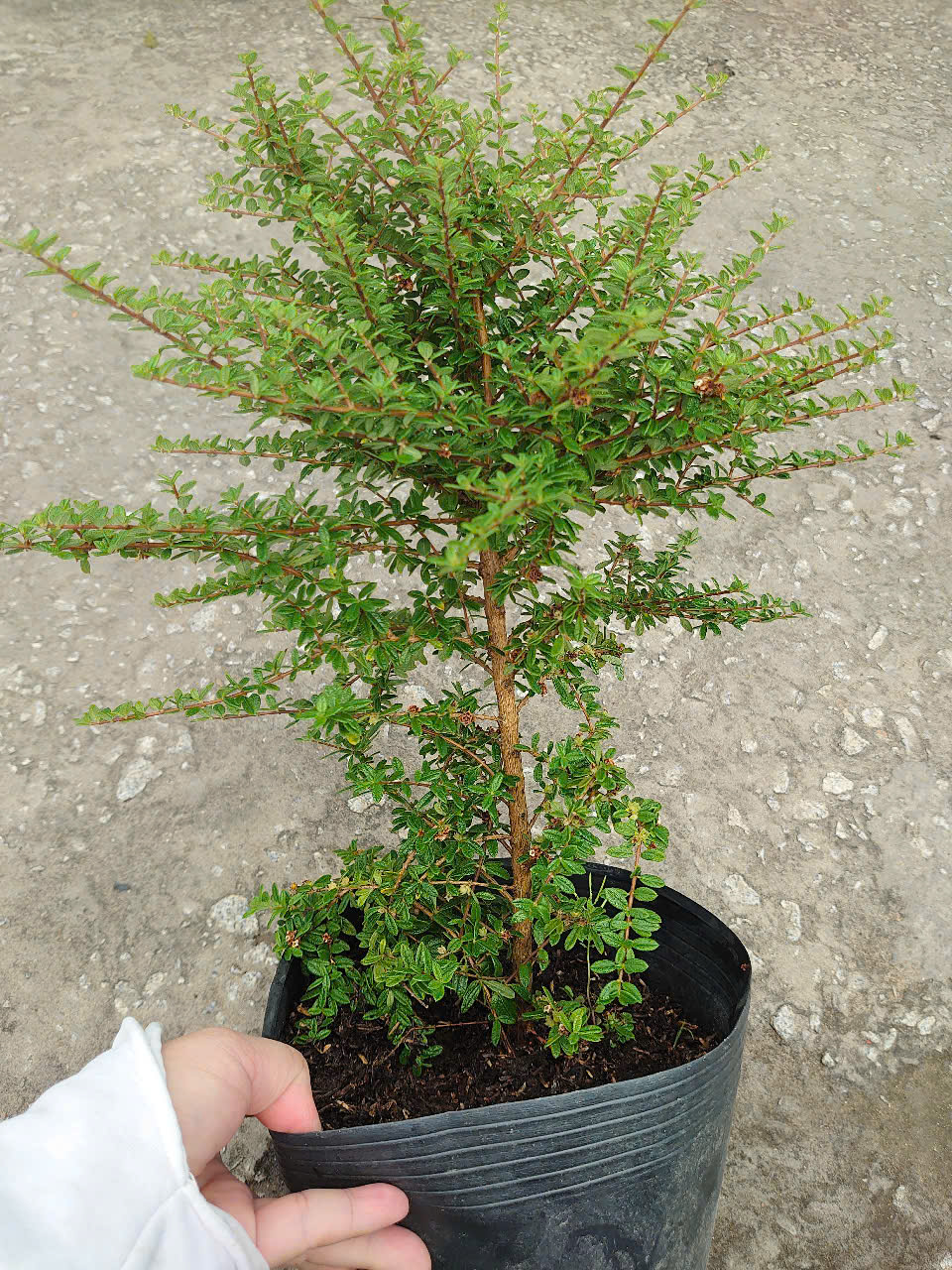 Cây Hàm Hương 40cm
