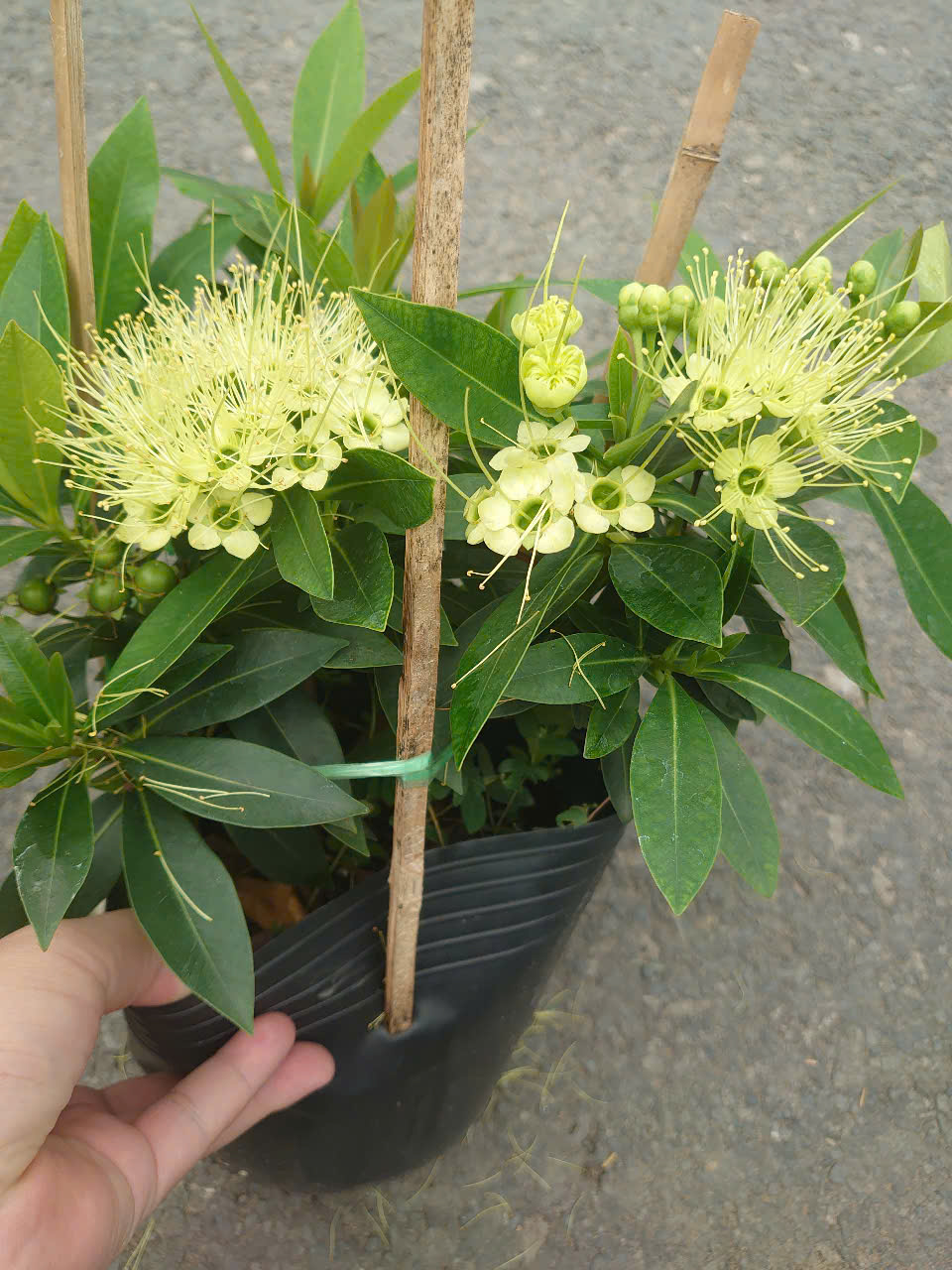 Cây Mai Thái (Xanh Bơ) Lớn
