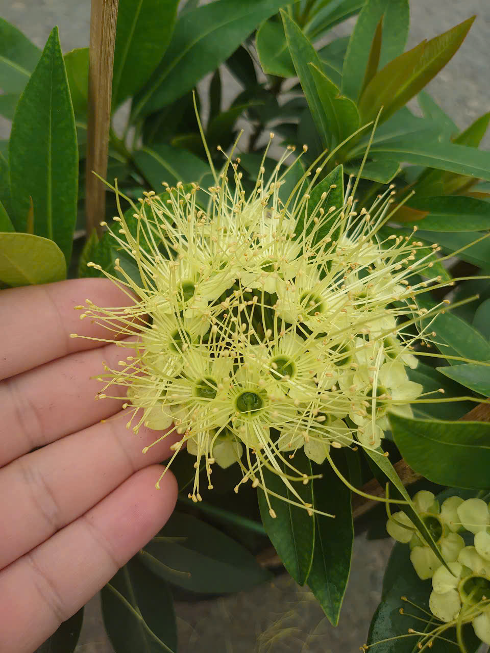Cây Mai Thái (Xanh Bơ) Lớn