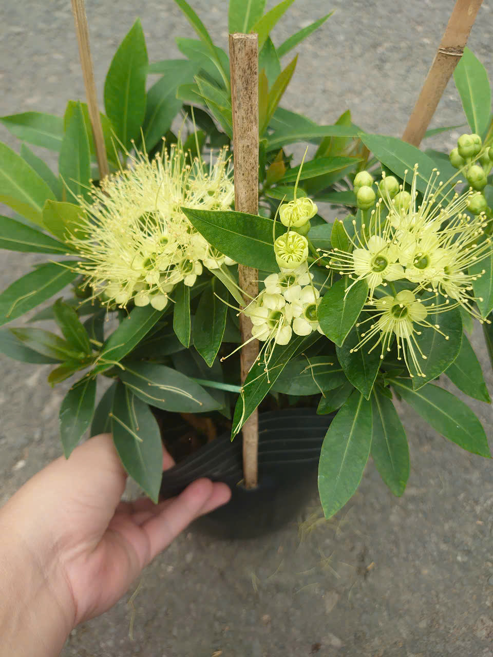 Cây Mai Thái (Xanh Bơ) Lớn