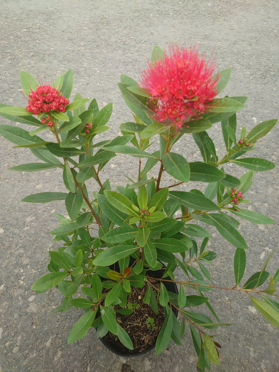 Cây Mai Thái (Đỏ) Lớn