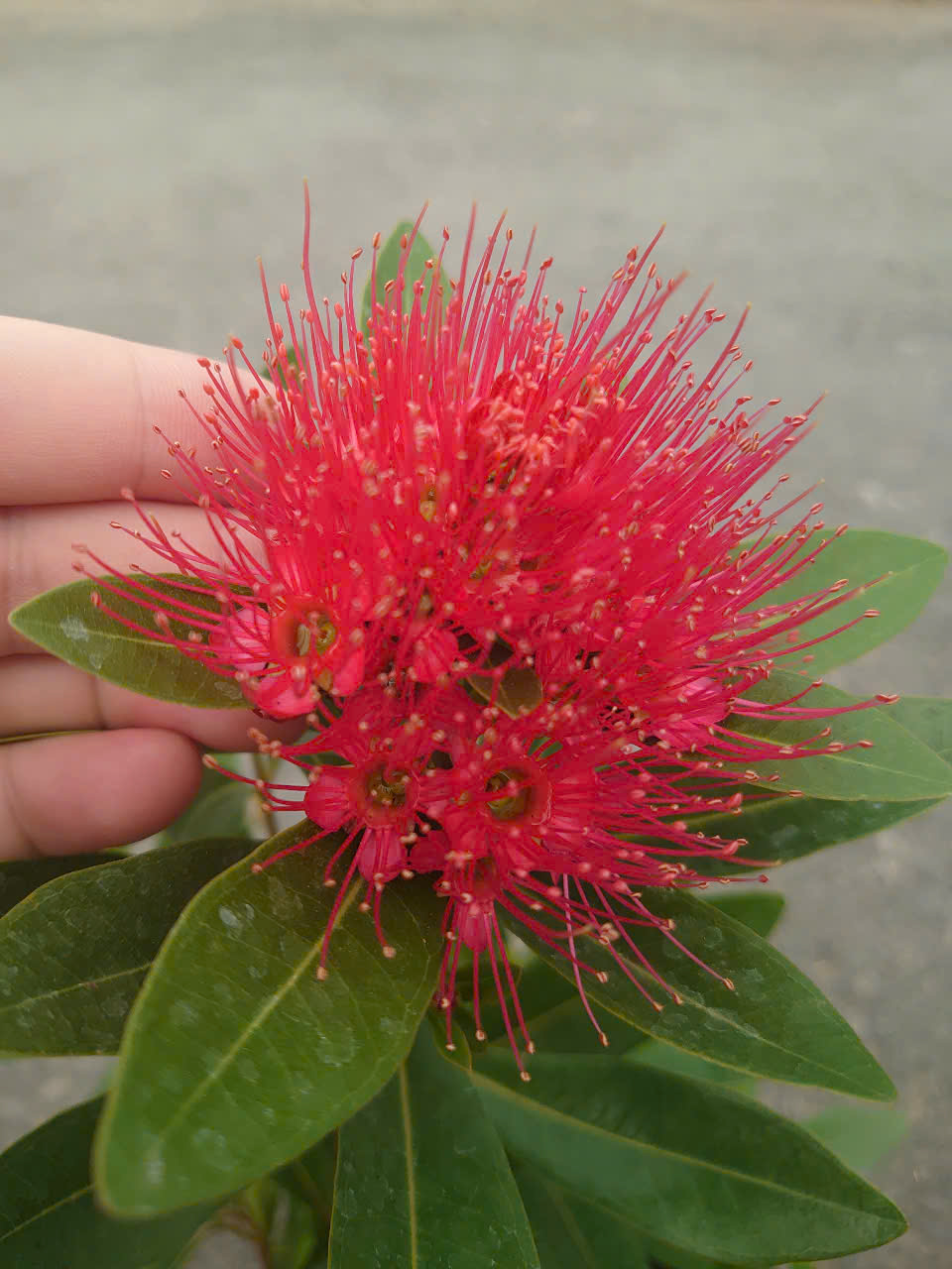 Cây Mai Thái (Đỏ) Lớn