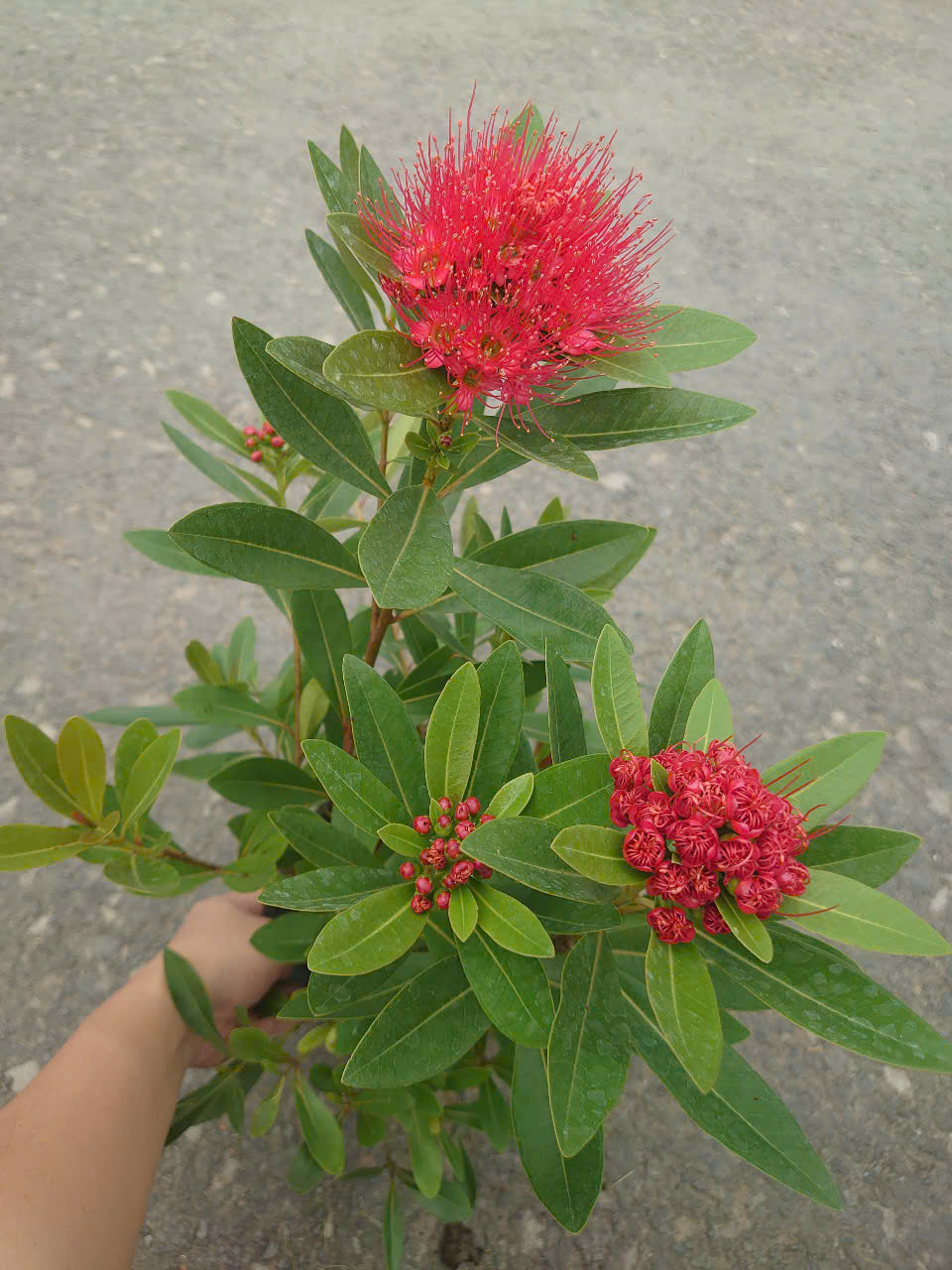 Cây Mai Thái (Đỏ) Lớn