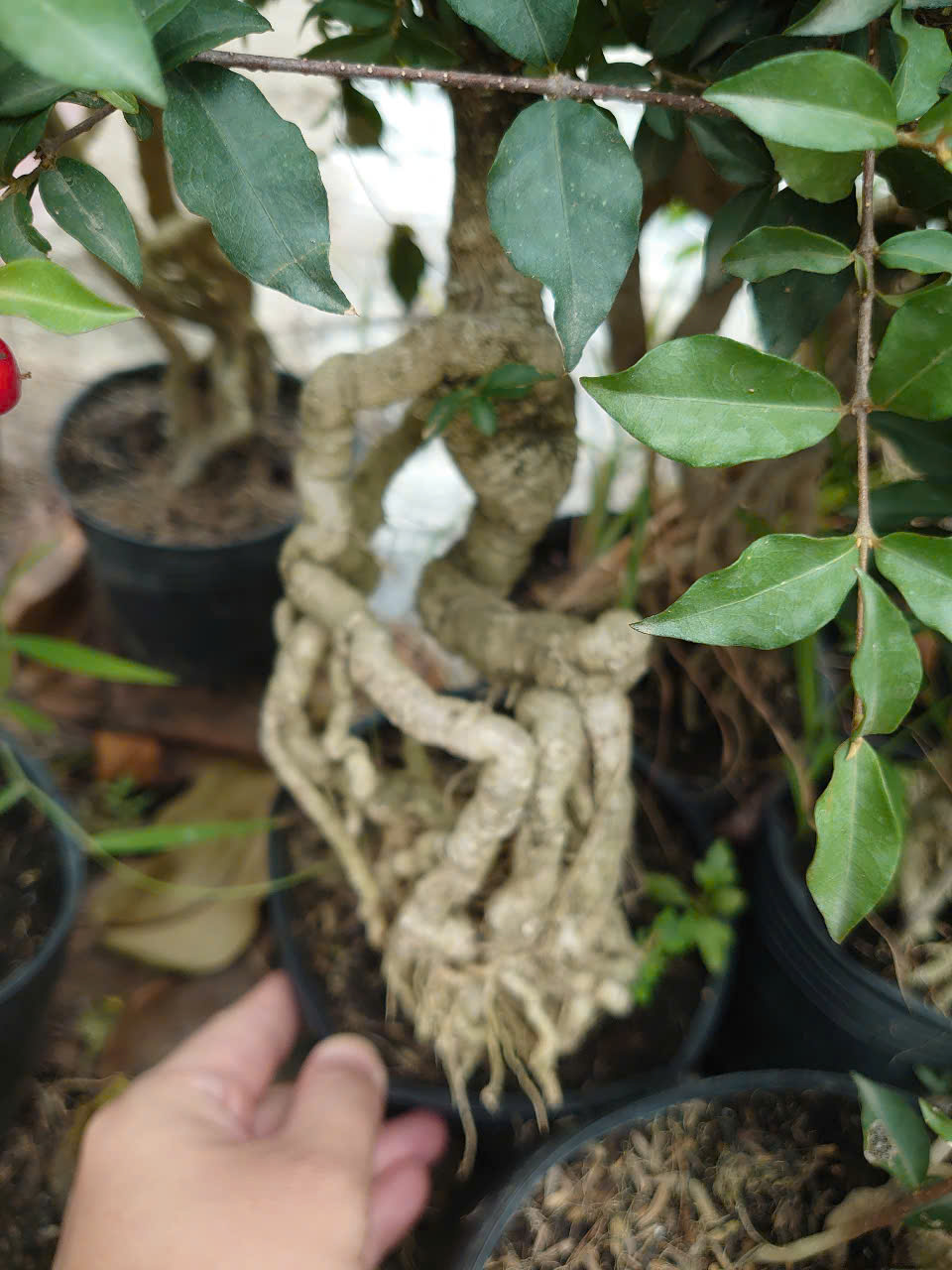 Cây Hồng Ngọc Mai Chân Dài