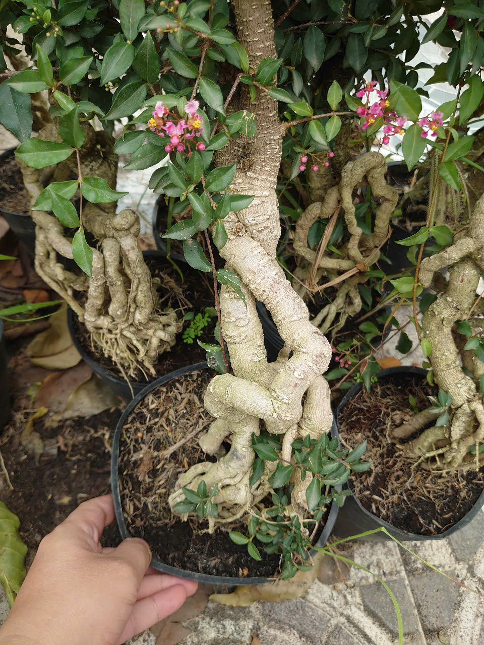 Cây Hồng Ngọc Mai Chân Dài