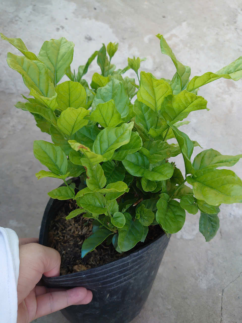Cây Lài Trà (Lớn)