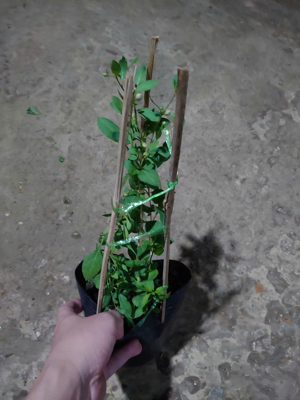 Cây Kỷ Tử Trái
