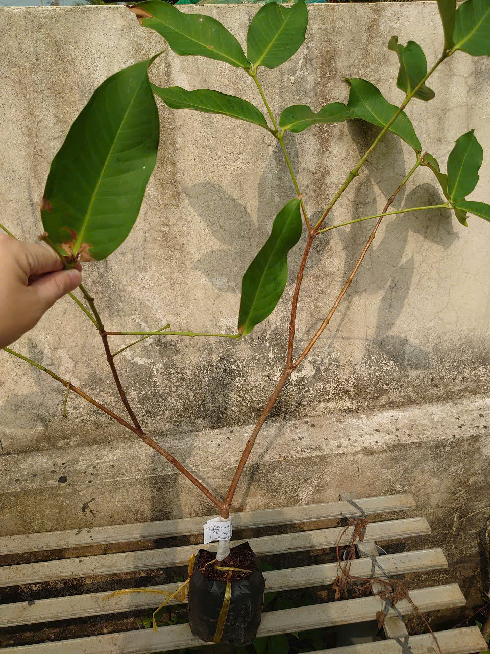 Cây Mận Hồng MST