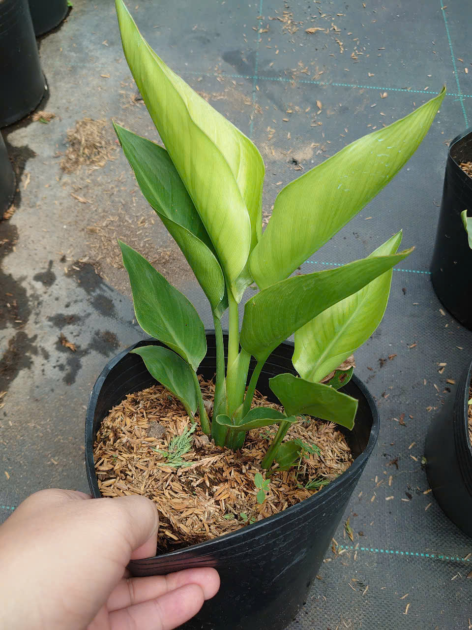 Cây Chuối Thiên Điểu