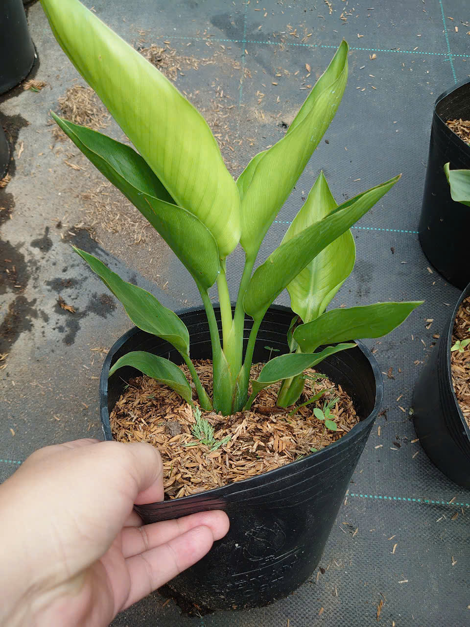Cây Chuối Thiên Điểu