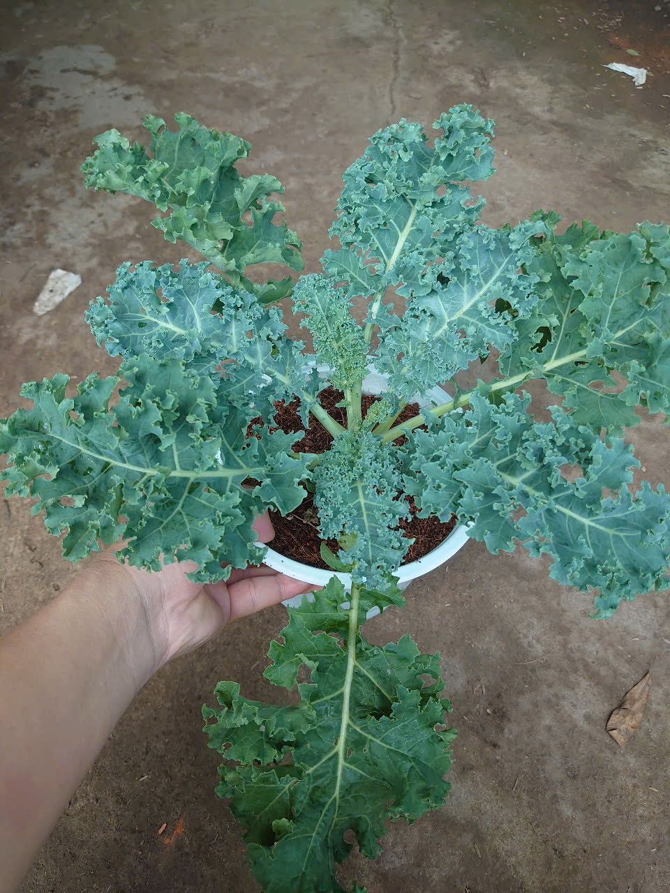 Cây Cải Kale